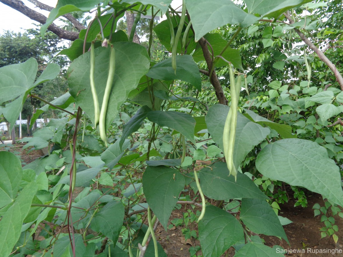 Phaseolus vulgaris L.
